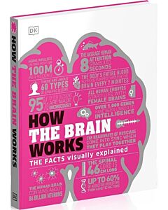 Фото - How the Brain Works. The Facts Visually Explained